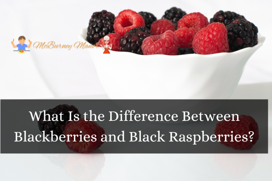 What Is the Difference Between Blackberries and Black Raspberries?